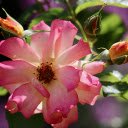 Ancient roses  screen for extension Chrome web store in OffiDocs Chromium