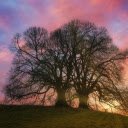 ancient tree atop a hill bathed in the golden  screen for extension Chrome web store in OffiDocs Chromium