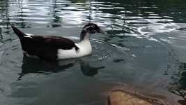 免费下载 Ancona Duck Animal - 使用 OpenShot 在线视频编辑器编辑的免费视频