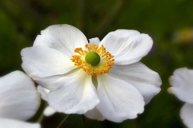 Free download anemone big anemone grove anemone free picture to be edited with GIMP free online image editor