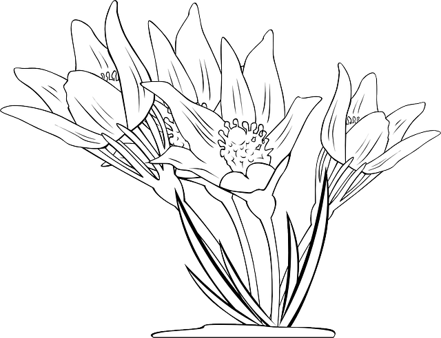 Free download Anemone Flowers Plant - Free vector graphic on Pixabay free illustration to be edited with GIMP free online image editor