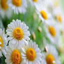 Anemone Flowers Theme  screen for extension Chrome web store in OffiDocs Chromium