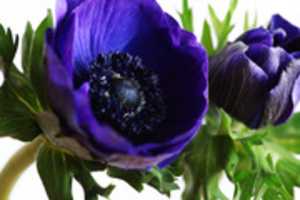 Free download Anemone free photo or picture to be edited with GIMP online image editor