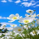Anemone Sylvestris Flower Wallpaper  screen for extension Chrome web store in OffiDocs Chromium