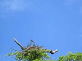 Free download A Nest for Ospreys Near the Audubon Society free photo or picture to be edited with GIMP online image editor