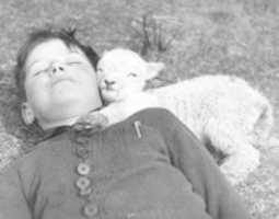 Free download A newly-born lamb snuggles up to a boy. UK, 1940  Williams Fox free photo or picture to be edited with GIMP online image editor