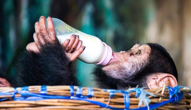 Free download animal ape feed chimpanzee mammal free picture to be edited with GIMP free online image editor