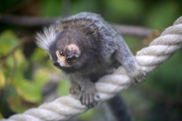 Free download animal ape marmosets silk monkey free picture to be edited with GIMP free online image editor
