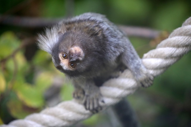 Descărcare gratuită a animalelor maimuțe marmosets maimuță de mătase imagini gratuite pentru a fi editate cu editorul de imagini online gratuit GIMP