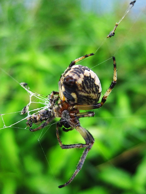 Muat turun percuma gambar haiwan arachnid pisang hitam untuk diedit dengan editor imej dalam talian percuma GIMP