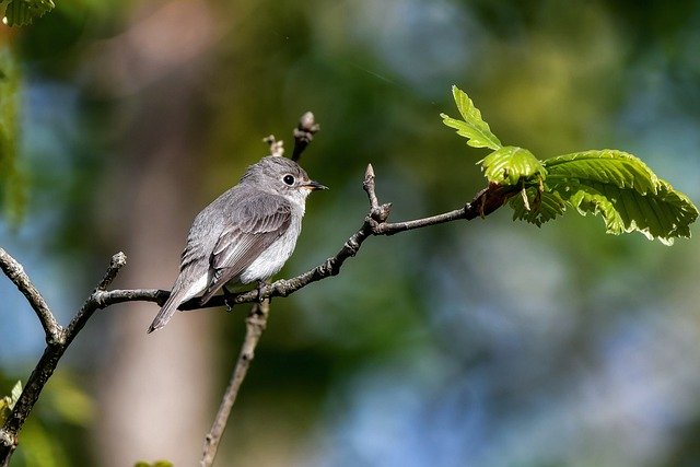 Free download animal bird free picture to be edited with GIMP free online image editor
