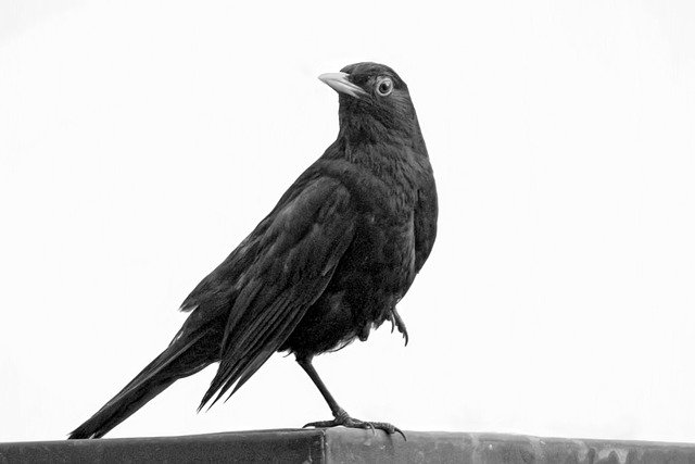 הורדה חינם של בעלי חיים ציפור שחור תמונה בחינם לעריכה עם עורך תמונות מקוון בחינם של GIMP