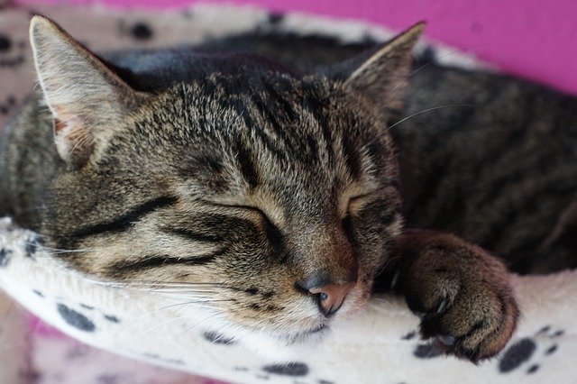 Kostenloser Download Tier Katze süßes Säugetier Kostenloses Bild, das mit dem kostenlosen Online-Bildeditor GIMP bearbeitet werden kann