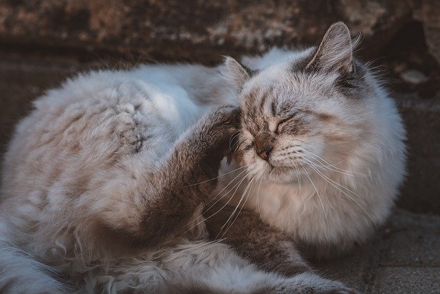 Free download animal cat feline mammal free picture to be edited with GIMP free online image editor