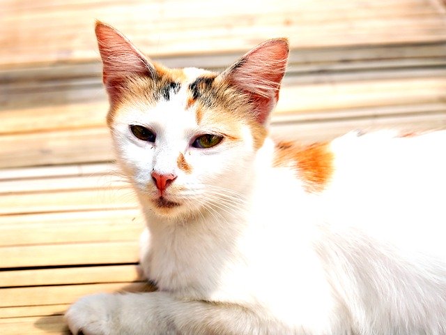 Free download animal cat feline pet mammal free picture to be edited with GIMP free online image editor