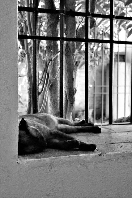 Free download animal cat pet stray mammal free picture to be edited with GIMP free online image editor