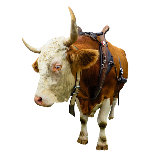 Scarica gratis l'immagine gratuita del giogo isolato della mucca del bue della mucca dell'animale da modificare con l'editor di immagini online gratuito di GIMP