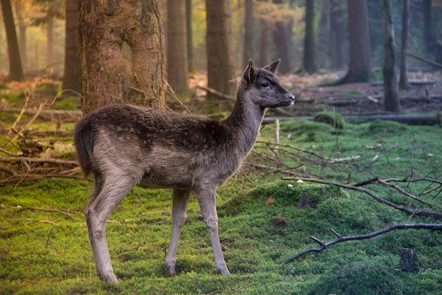 Descargue gratis la imagen gratuita de las cornamentas de los ciervos en barbecho de animales para editar con el editor de imágenes en línea gratuito GIMP