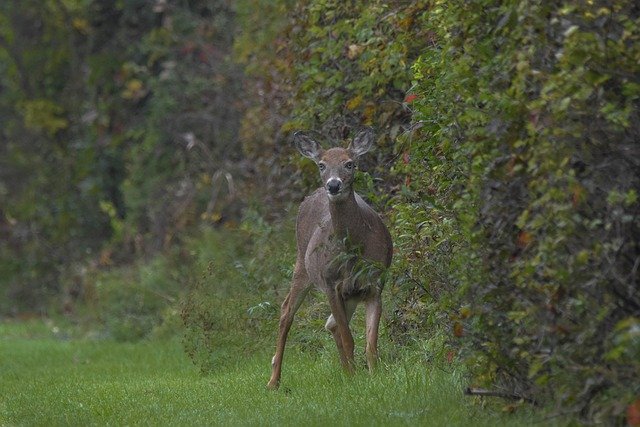 Free download animal deer mammal nature wildlife free picture to be edited with GIMP free online image editor