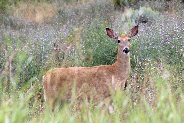 Free download animal deer wildlife doe species free picture to be edited with GIMP free online image editor