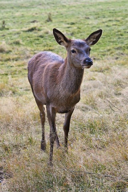 Free download animal deer wildlife species free picture to be edited with GIMP free online image editor