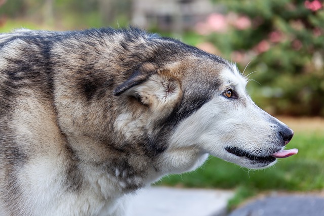 הורדה חינם של כלב חיות מחמד מלאמוט האסקי תמונה בחינם לעריכה עם עורך תמונות מקוון בחינם של GIMP