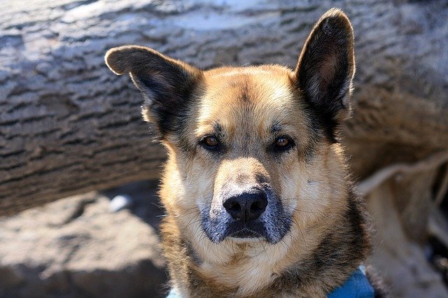 Gratis download Animal Dog Portrait - gratis foto of afbeelding om te bewerken met GIMP online afbeeldingseditor