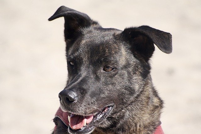 Scarica gratis il ritratto del cane animale con le orecchie che si inarcano immagine gratuita da modificare con l'editor di immagini online gratuito GIMP