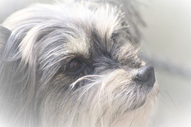 Descarga gratuita Animal Dog Yorkshire Terrier - foto o imagen gratuita para editar con el editor de imágenes en línea GIMP