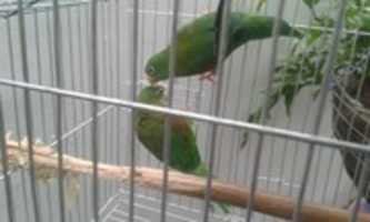 Free download animales silvestre free photo or picture to be edited with GIMP online image editor