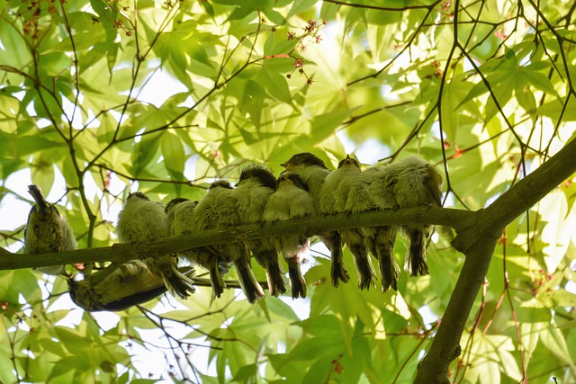 GIMP मुफ्त ऑनलाइन छवि संपादक के साथ संपादित करने के लिए मुफ्त डाउनलोड पशु वन लकड़ी हरी पक्षी मुफ्त तस्वीर