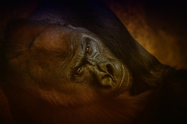 ดาวน์โหลดฟรี Animal Gorilla Monkey - ภาพถ่ายหรือรูปภาพฟรีที่จะแก้ไขด้วยโปรแกรมแก้ไขรูปภาพออนไลน์ GIMP