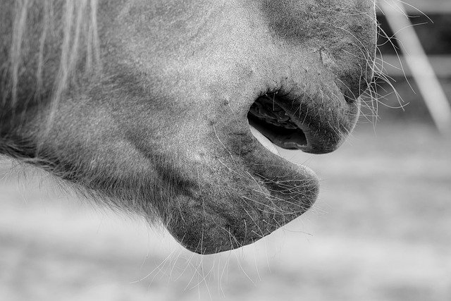 Free download animal horse maul mammal free picture to be edited with GIMP free online image editor