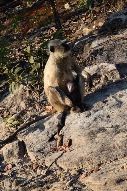 Free download animal india langur baby jungle free picture to be edited with GIMP free online image editor