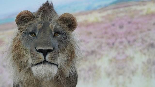 Bezpłatne pobieranie zwierząt lew ssak gatunki fauna darmowe zdjęcie do edycji za pomocą darmowego edytora obrazów online GIMP