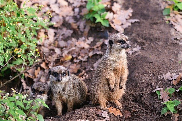 Download gratuito de imagens gratuitas de espécies de suricatos de mamíferos para serem editadas com o editor de imagens on-line gratuito do GIMP