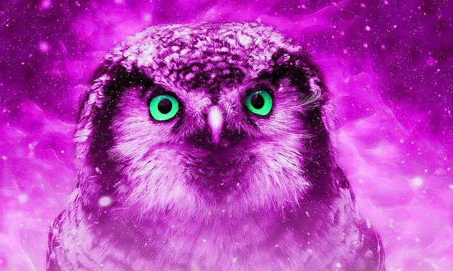 Libreng download animal owl nature wildlife libreng larawan na ie-edit gamit ang GIMP free online image editor