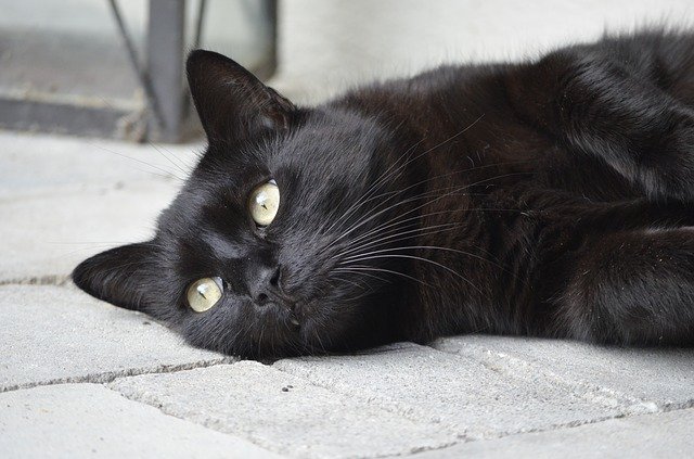 Free download animal portrait cat black cat black free picture to be edited with GIMP free online image editor
