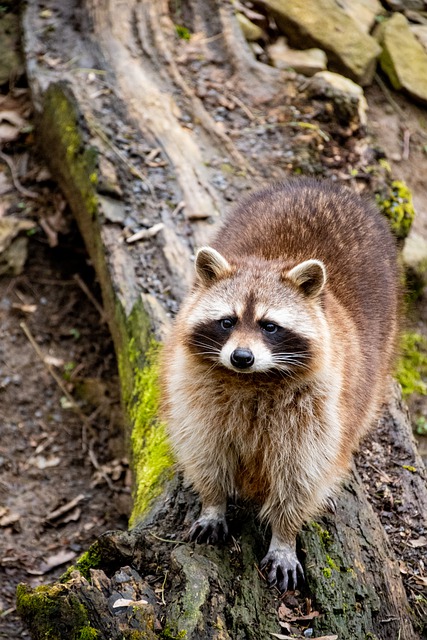 Free download animal raccoon mammal species free picture to be edited with GIMP free online image editor