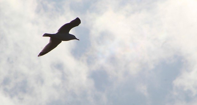 Muat turun percuma gambar haiwan burung dalam perjalanan sayap percuma untuk diedit dengan editor imej dalam talian percuma GIMP