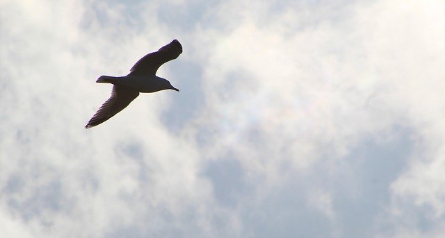 Free download animals bird en route wings free picture to be edited with GIMP free online image editor