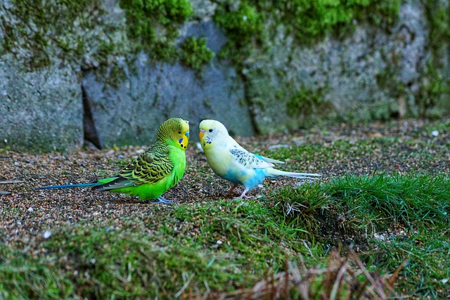 Téléchargement gratuit d'une image gratuite d'animaux, perruches, oiseaux, plumage à modifier avec l'éditeur d'images en ligne gratuit GIMP