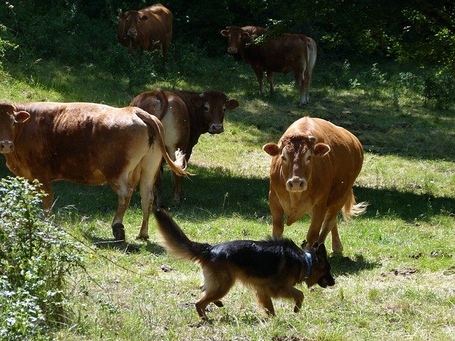 Bezpłatne pobieranie zwierząt krów owczarek niemiecki darmowe zdjęcie do edycji za pomocą bezpłatnego internetowego edytora obrazów GIMP