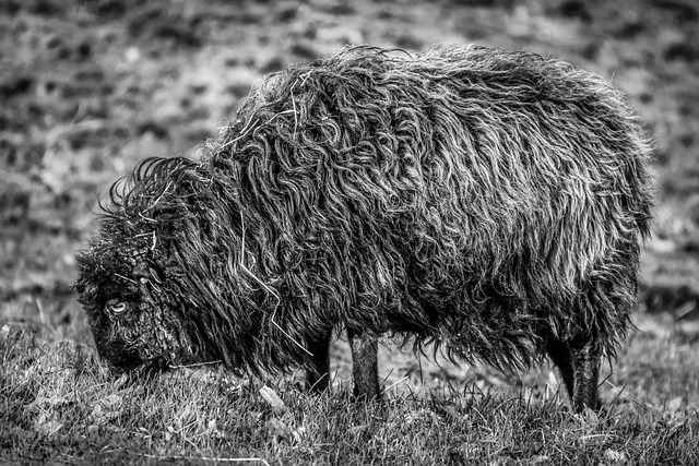 Unduh gratis gambar hewan domba wol padang rumput mamalia gratis untuk diedit dengan editor gambar online gratis GIMP