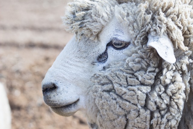 Free download animal sheep wool nature ranch free picture to be edited with GIMP free online image editor