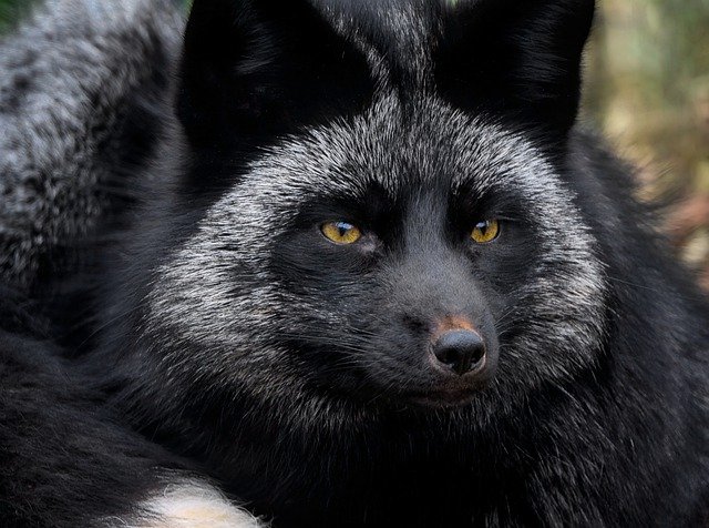 Free download animal silver fox mammal rare free picture to be edited with GIMP free online image editor