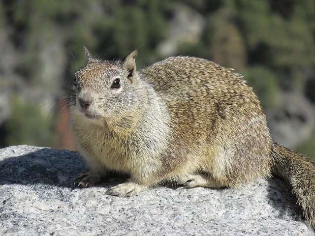Gratis download Animal Squirrel Nature - gratis foto of afbeelding om te bewerken met GIMP online afbeeldingseditor