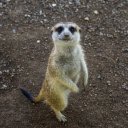 Animals stand on two legs  screen for extension Chrome web store in OffiDocs Chromium