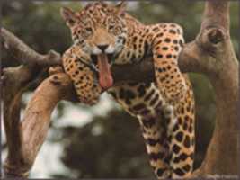 Free download Animal Stocks free photo or picture to be edited with GIMP online image editor