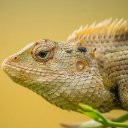 ANIMAL THEME  screen for extension Chrome web store in OffiDocs Chromium